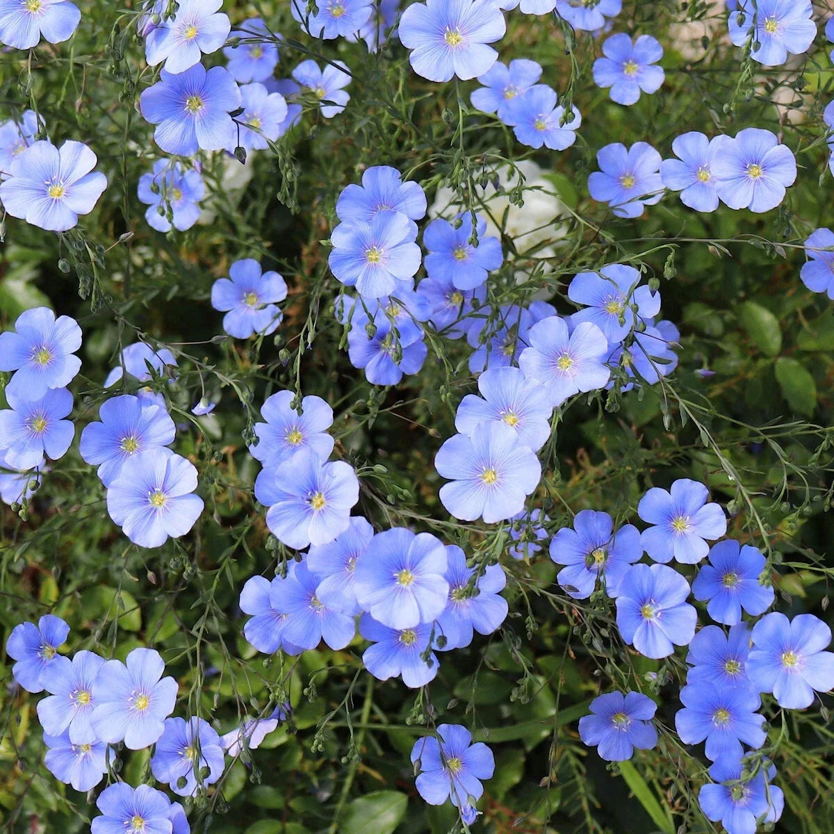 Blue Flax Wildflower Seeds 1/4 Lb Mylar Packet - Linum lewisii - Everwilde Farms
