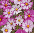 Cosmos Candystripe Seeds 100 Ct - Colorful Flower Seeds for Butterflies - Cosmos bipinnatus - USA Seller, Free Shipping