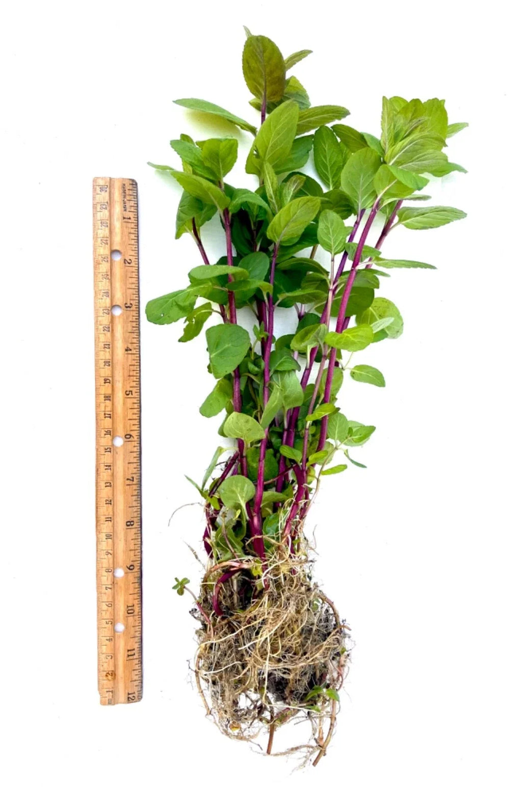 Peppermint Plants - 8 Rooted Mint Plants 8–15" Tall | Organic Live Perennial Mint for Tea, Cooking & Containers