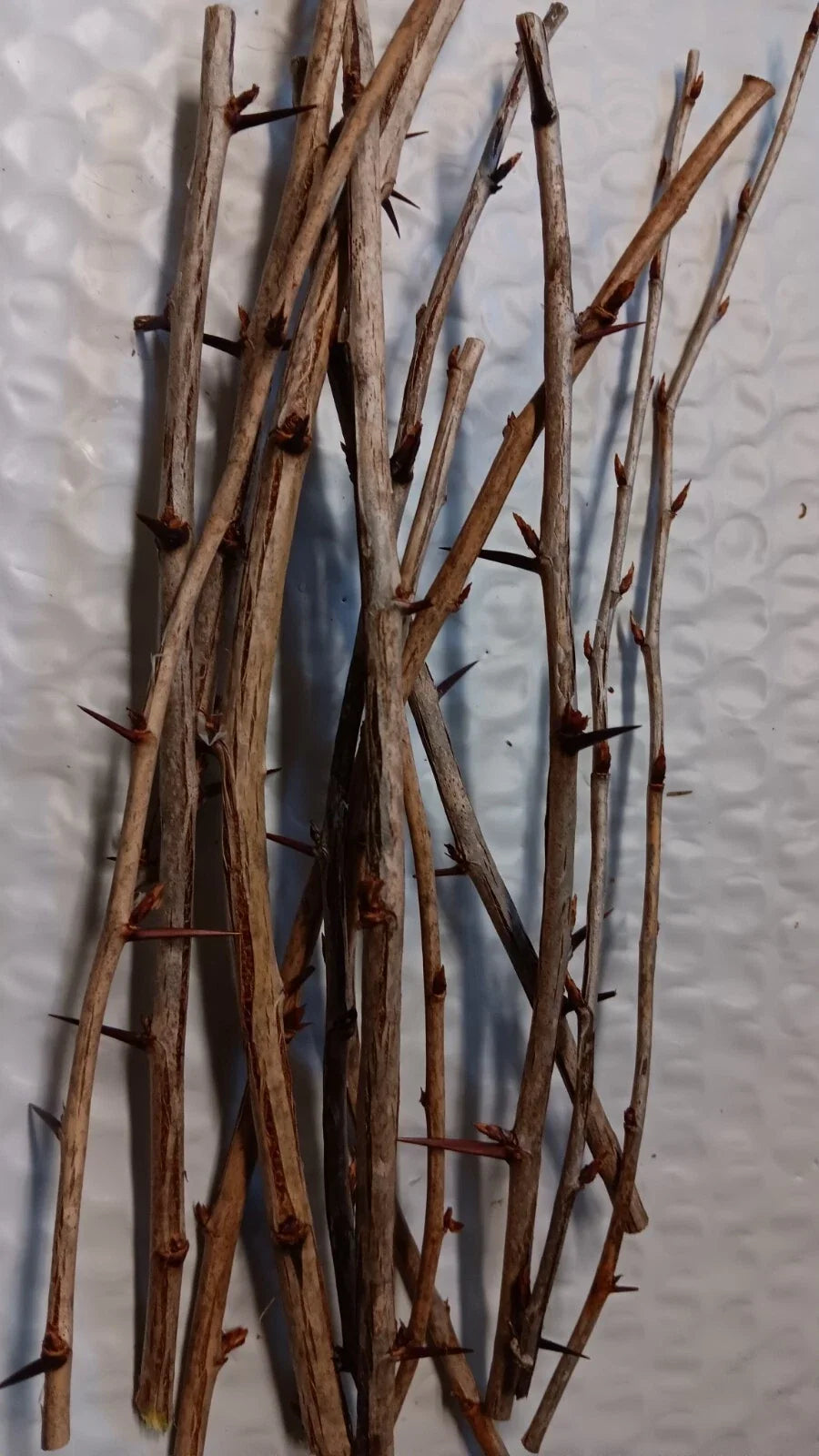 Berberis thunbergii Japanese Barberry Cuttings – 6 Organic Unrooted