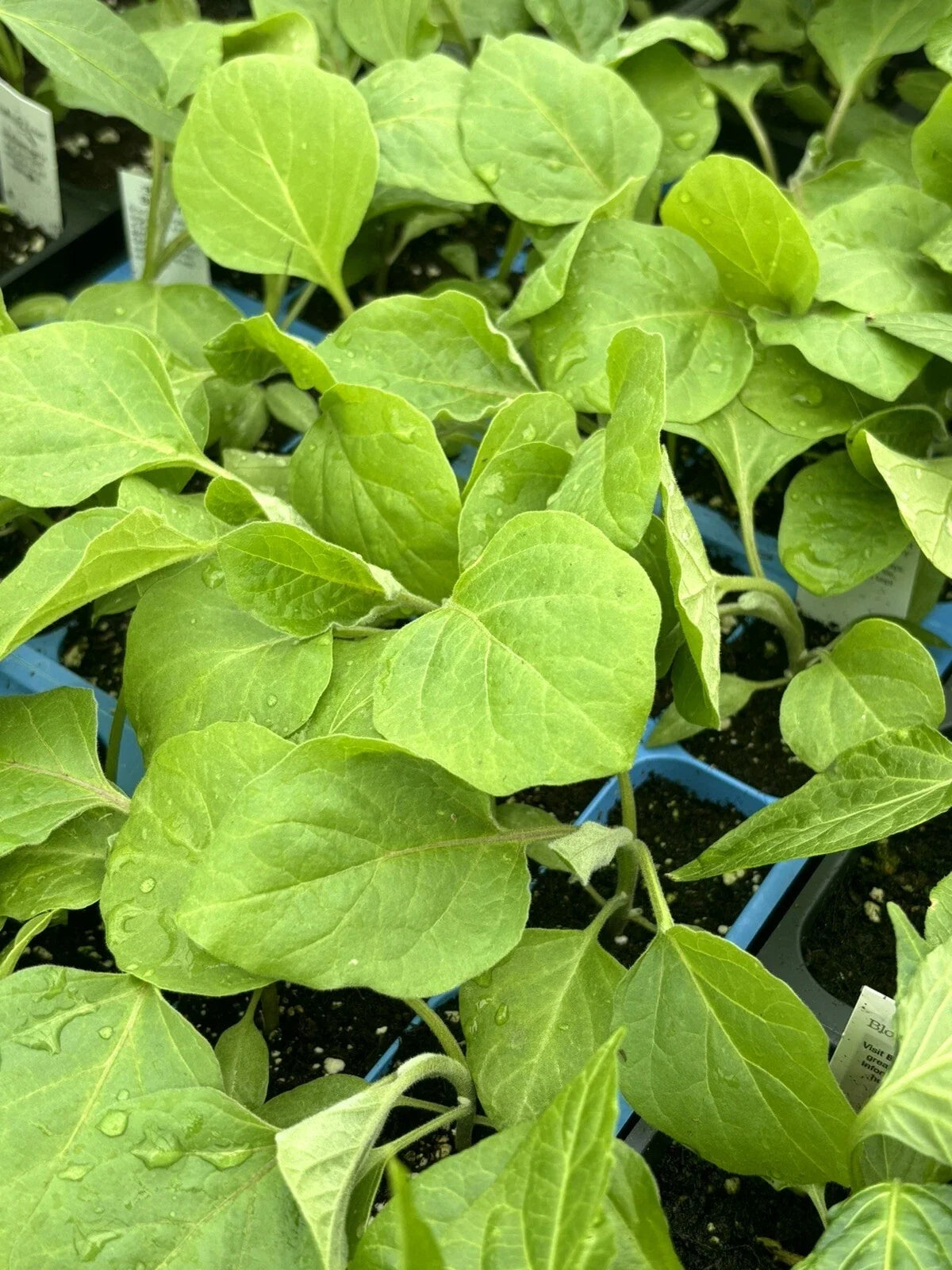 Black Beauty Eggplant Live Plants (2 Pack) Solanum melongena - Heirloom, 5–10"