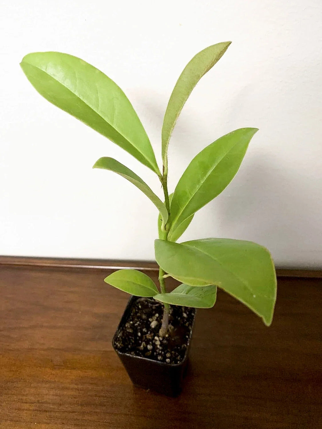 Southern Magnolia Tree (Magnolia grandiflora) - Live Plant in 2.5-Inch Pot