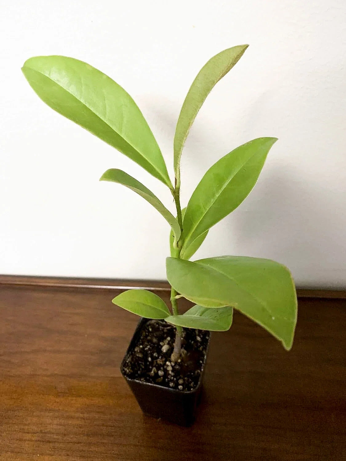 Southern Magnolia Tree (Magnolia grandiflora) - Live Plant in 2.5-Inch Pot