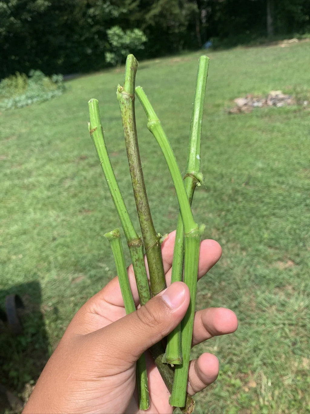 Fresh 5 Fig Tree Cuttings (8" each) – Unrooted, Organic, Fruiting Variety