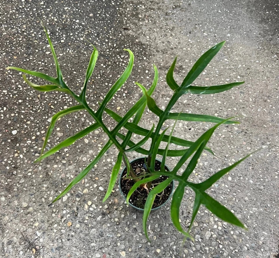Philodendron Tortum Starter Plant - 6–8" Bareroot Aroid, Rare Tropical Houseplant