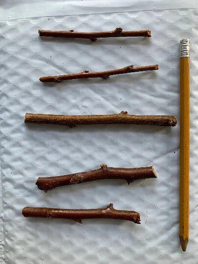 Grenade Pluot Scion Wood Cuttings – 5 Fresh Dormant Graft Cuttings for Grenade Pluot (Prunus salicina × armeniaca)