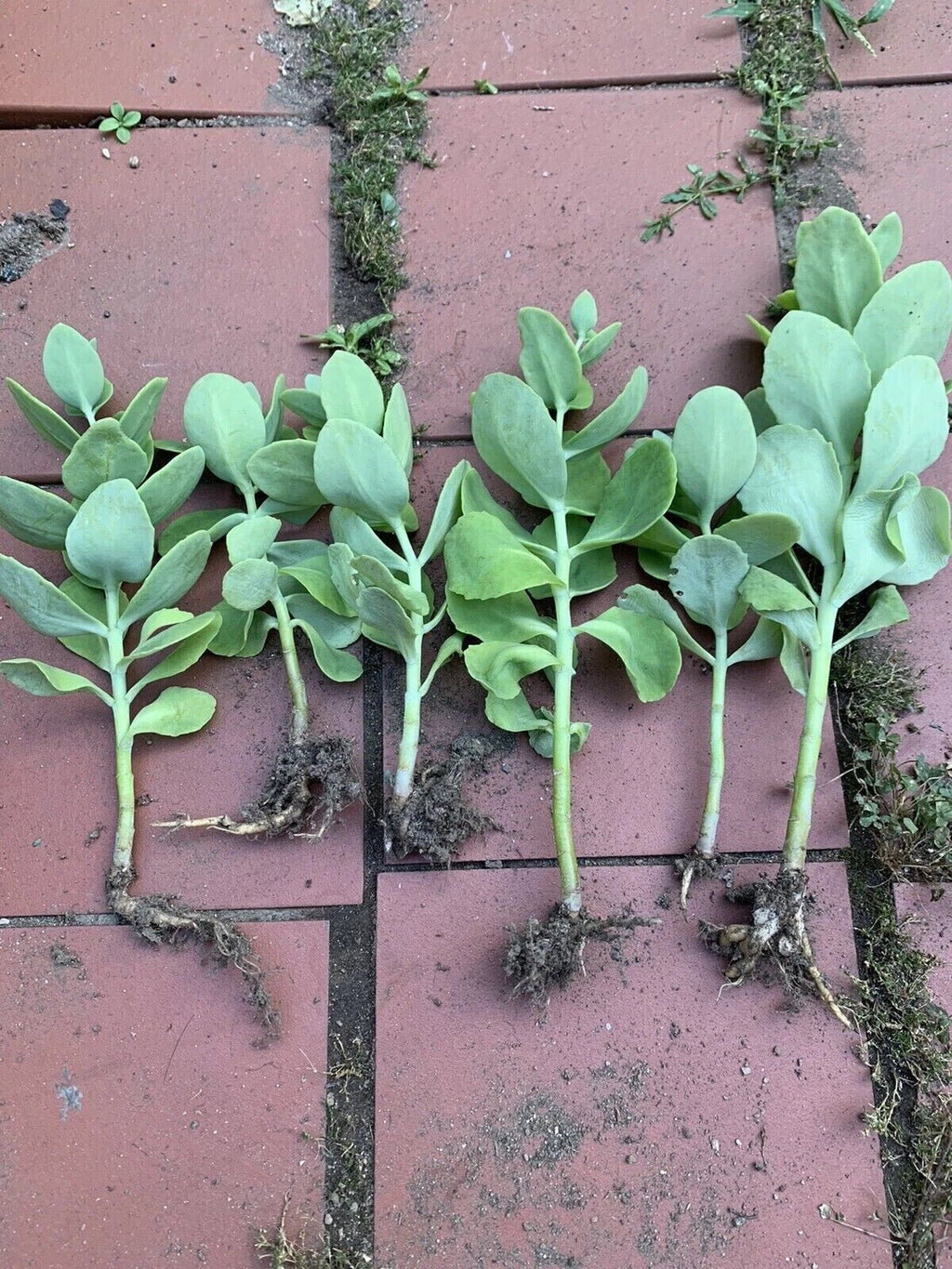 Sedum Autumn Joy Bare Root Starter Plant | Pink Blooms, Drought-Tolerant Perennial