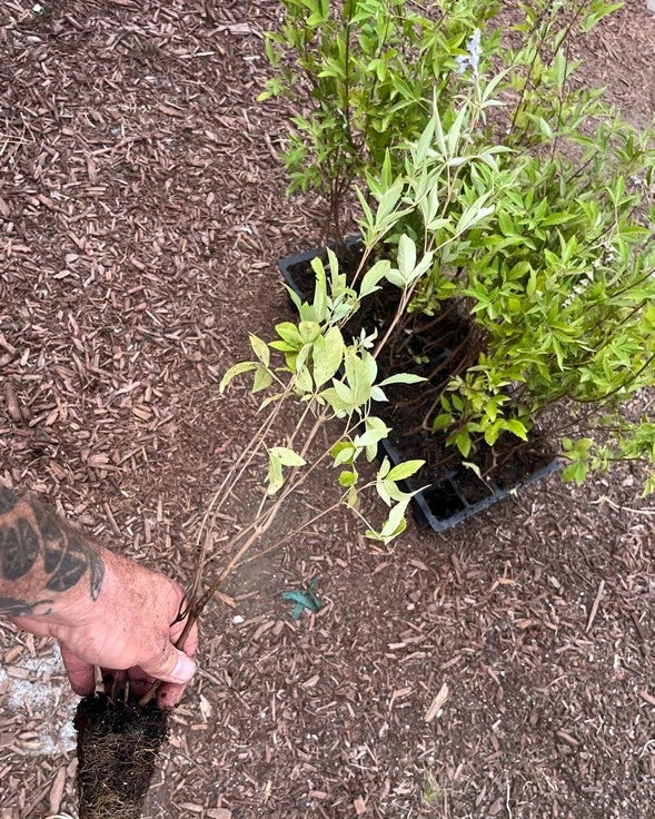 Vitex Chaste Tree (Vitex agnus-castus) – Live Plant with Fragrant Lilac Blooms