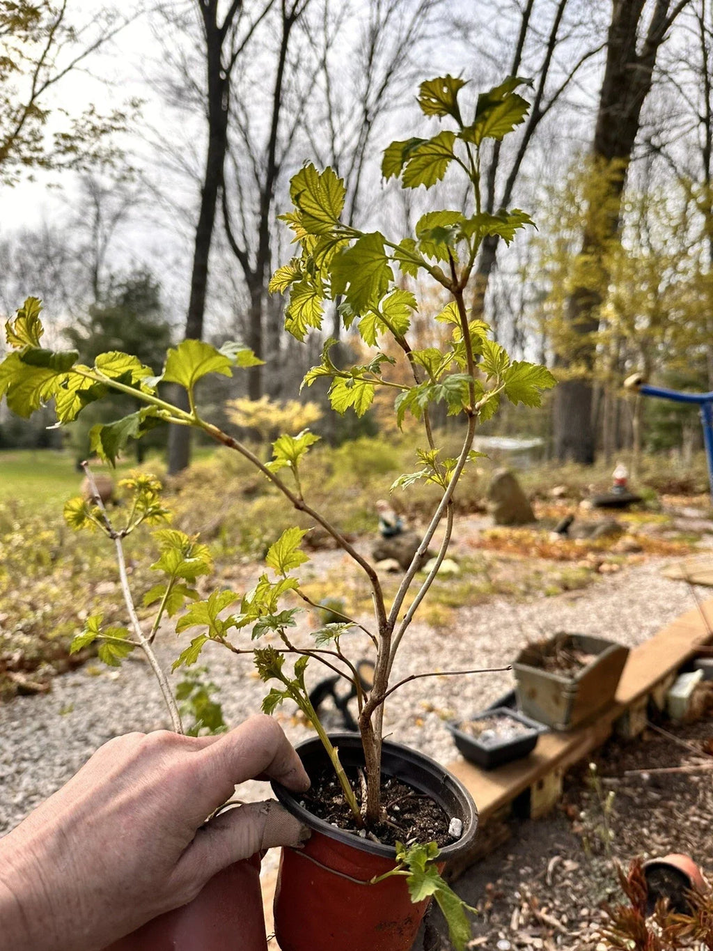 Viburnum opulus Live Bare Root Starter Plant | European Cranberrybush