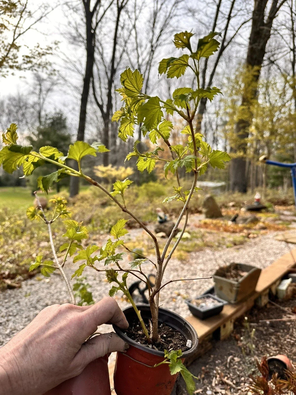 Viburnum opulus Live Bare Root Starter Plant | European Cranberrybush
