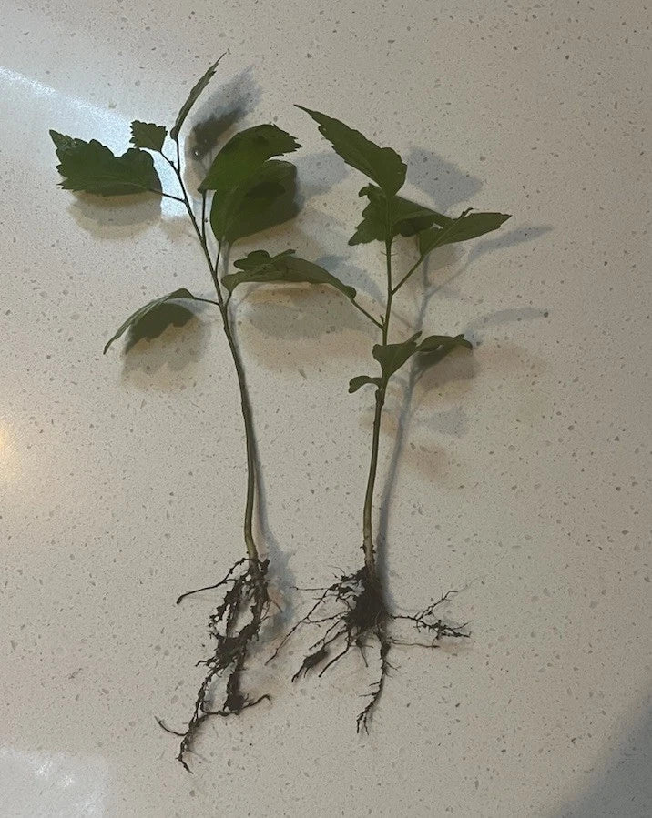 Rose of Sharon Bare Root Starter Plants (5) Hibiscus syriacus | Hardy Perennial Shrubs