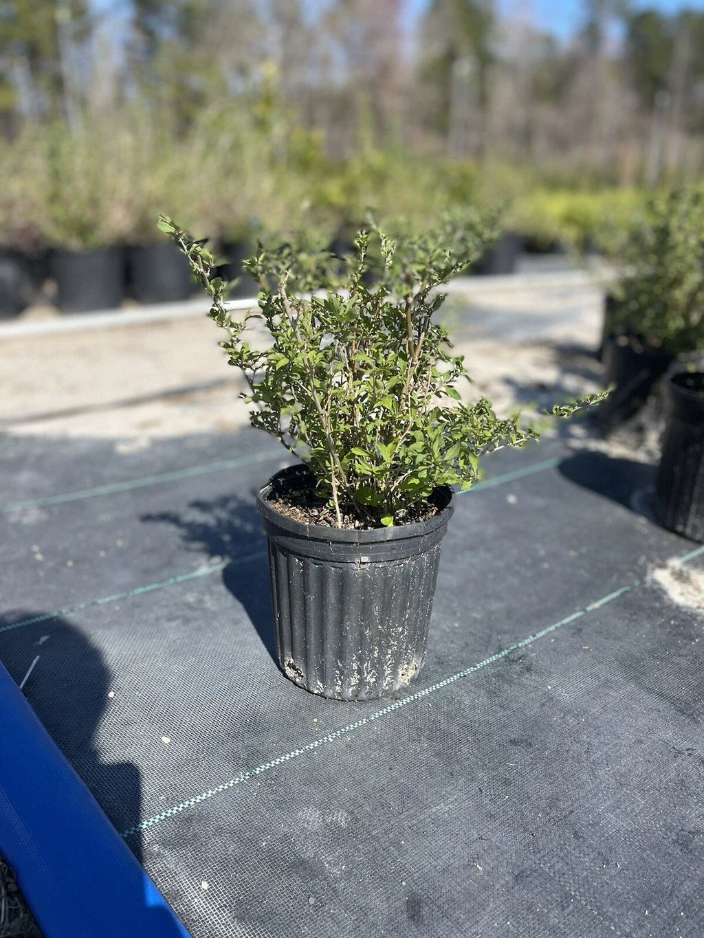 Goji Berry Plant Lycium barbarum – 6" Pot, Mature Starter, Cold Hardy