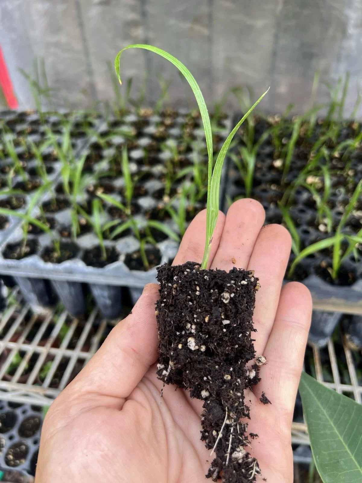 Phoenix roebelenii Pygmy Date Palm Seedlings - 5 Pack, 3–5" Tall