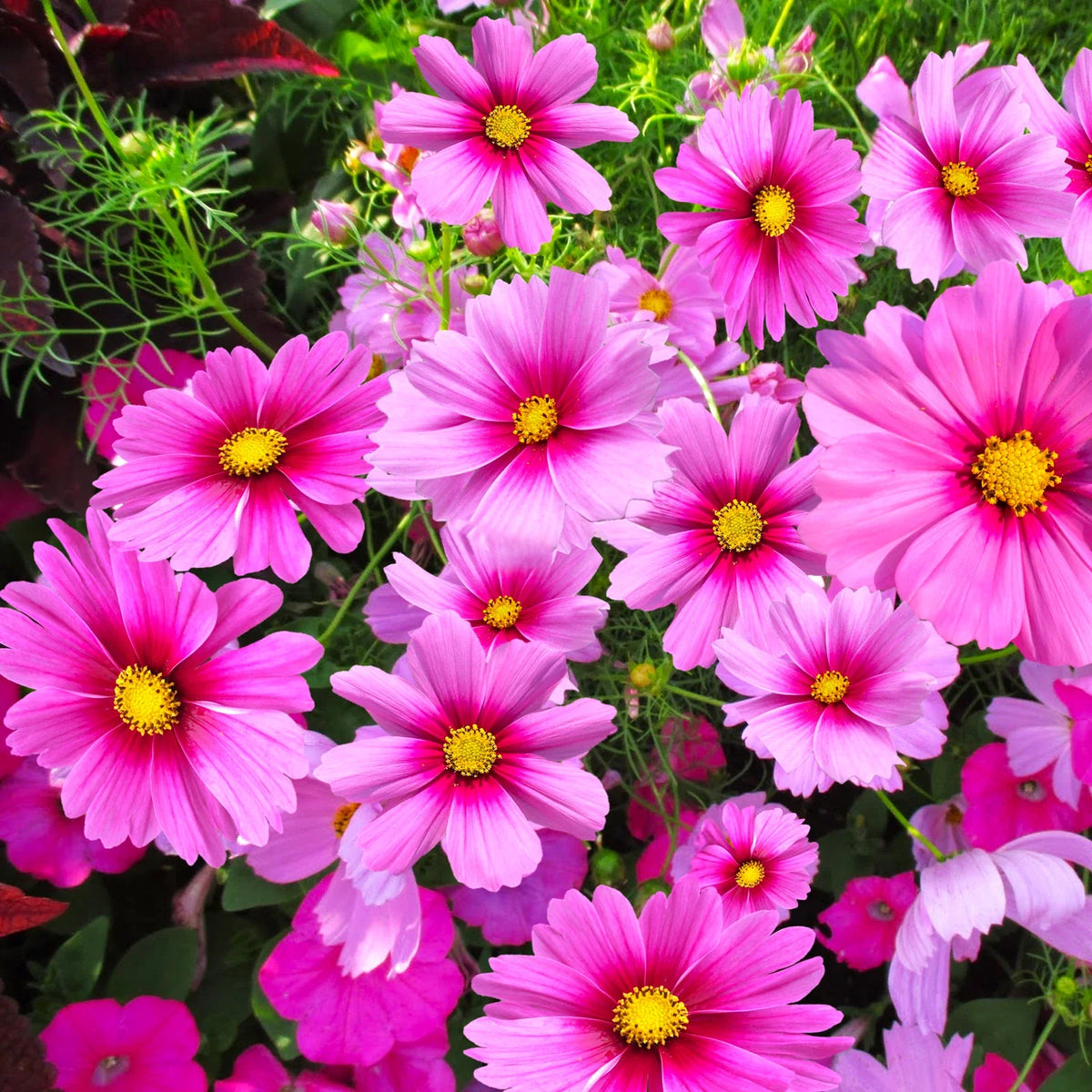 Cosmos Seeds - Pink Magenta Center Sensation - Gloria Variety - Perfect for 2025 Planting - Annual Flower Seeds