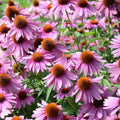 Echinacea Seeds - 1000 Count Purple Coneflower Wildflower Seeds - Perennial Flower for Garden (Echinacea purpurea)
