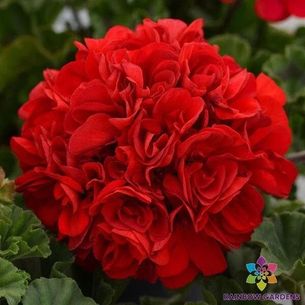 Presto Dark Red Geranium Seeds - 25+ Count for Garden Planting - Pelargonium × hortorum