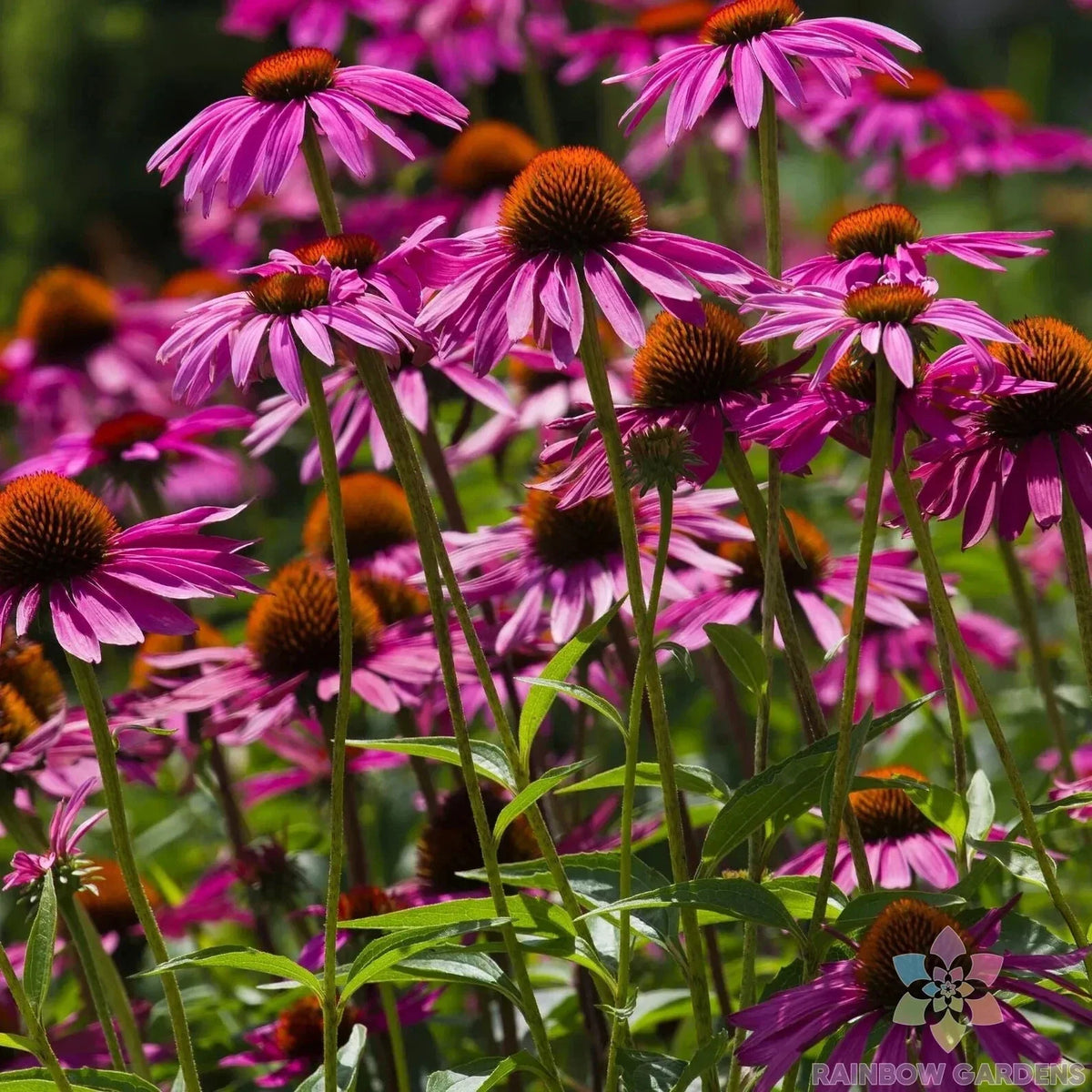 Pink Coneflower Seeds - 200+ Count - Rudbeckia - Garden Planting - USA