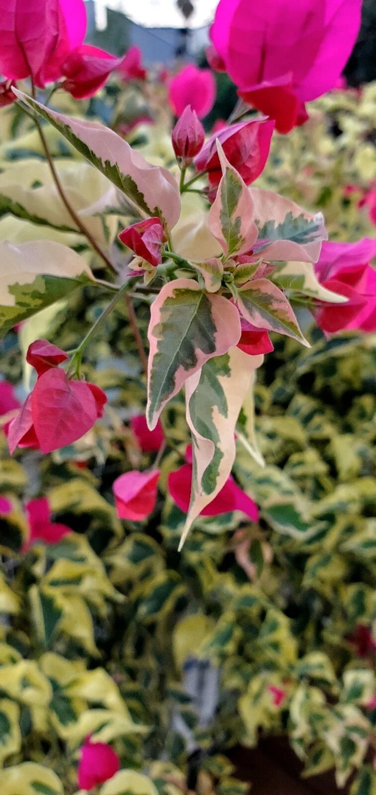 Bougainvillea Cuttings (x3) - Variegated Raspberry Ice Plant - Bougainvillea spp.