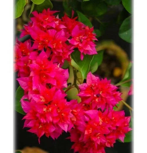 Live Bougainvillea Starter Plant - Double Red Variety - Rare HTF - Well Rooted - Bougainvillea spp.