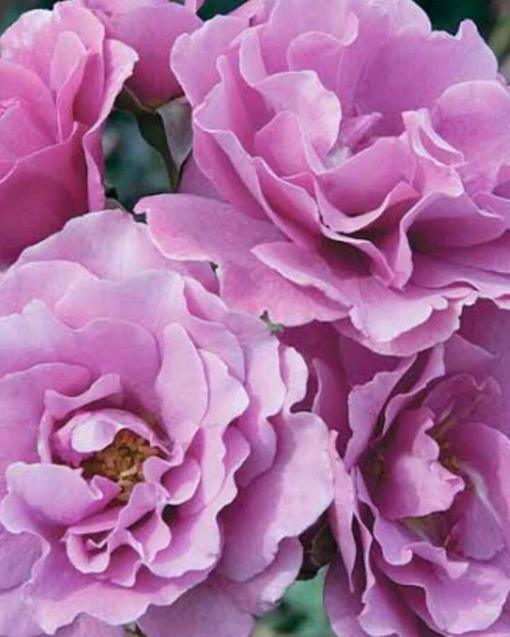 Angel Face Rose Cuttings - 5 Unrooted Cuttings - Rosa 'Angel Face' - Fragrant Pink Flowers for Gardening