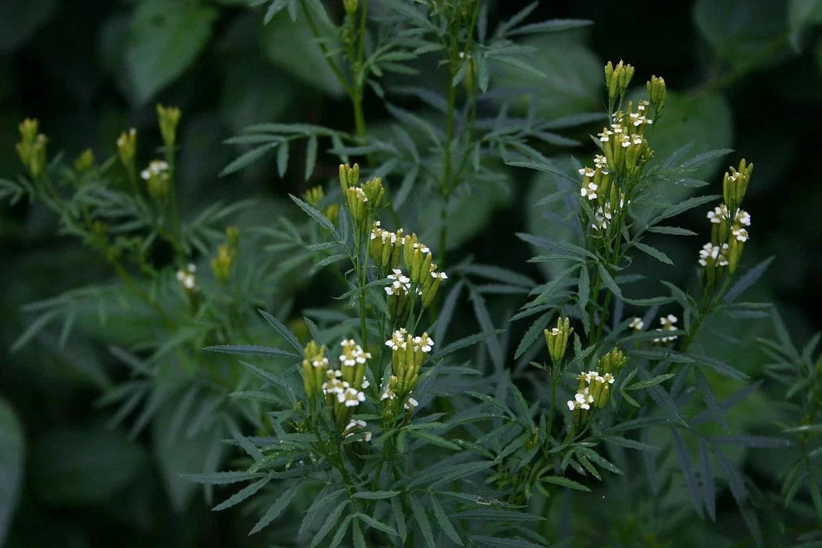 Huacatay Seeds - Black Mint Culinary Herb, Tagetes Minuta, with Tracking