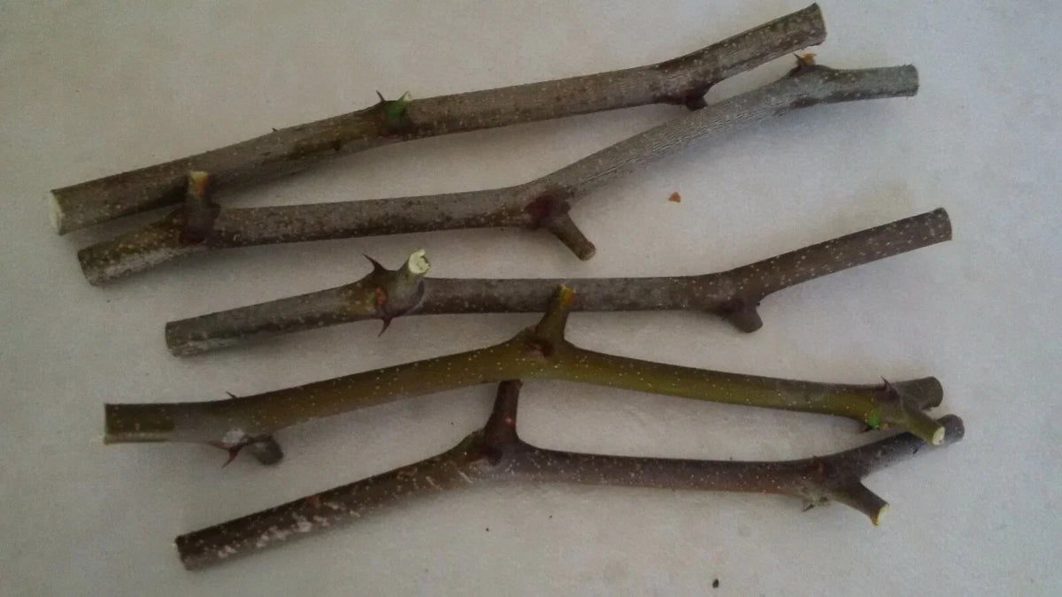 Jujube Tree Cuttings Unrooted (5 pcs) - Ziziphus jujuba | Chinese Date