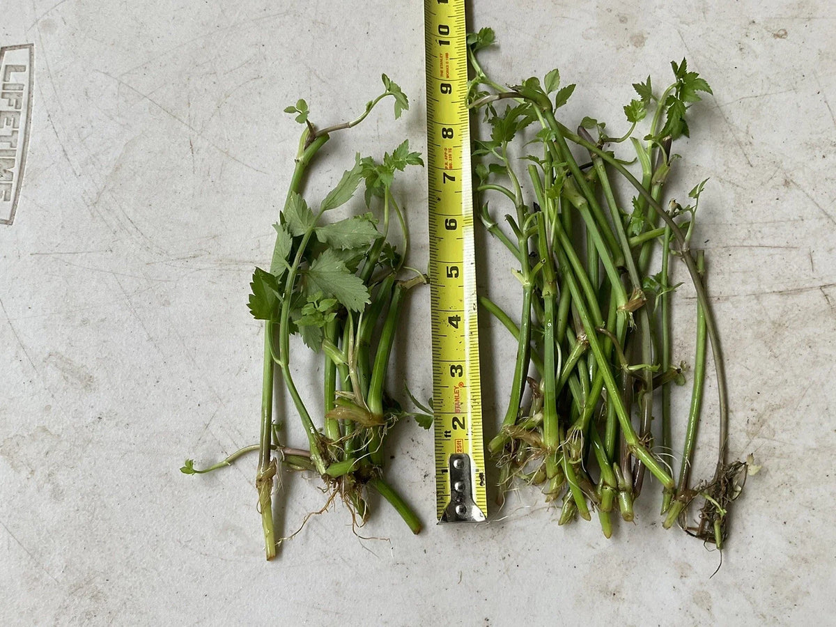 20 Bare Root Water Dropwort Plants, Oenanthe javanica (Minari), Aquatic Edible Herb, Fresh Watercress Replacement