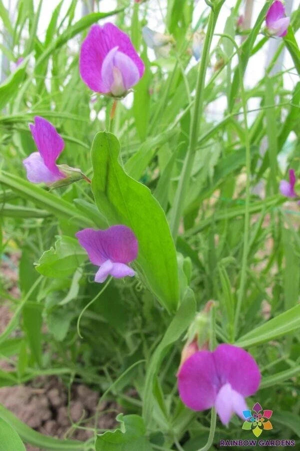 50+ Lathyrus Little Gems Sweet Pea Seeds - Annual Garden Flower Seeds for Planting, Non-GMO