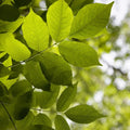 White Ash Tree Seeds - 20 Count, Fraxinus americana, Native Tree Seeds for Planting