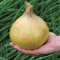 Ailsa Craig Exhibition Onion Seeds - 25 Non-GMO Seeds - Allium cepa - Ideal for Home Gardening
