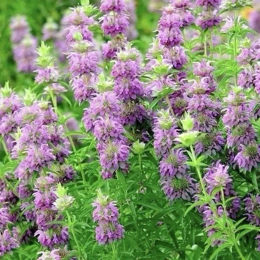 3000 Lemon Mint Flower & Herb Seeds, Bee Balm, Non-GMO Heirloom, Monarda citriodora, Garden Planting Seeds