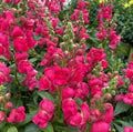 Snapdragon Seeds - Montego Red - 100 Seeds - Antirrhinum majus