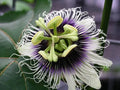 Maypop Purple Passion Seeds - 20 Edible Fruit Seeds - Passiflora Incarnata - Cold Hardy