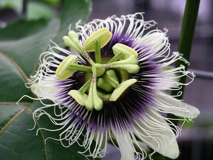 Maypop Purple Passion Seeds - 20 Edible Fruit Seeds - Passiflora Incarnata - Cold Hardy