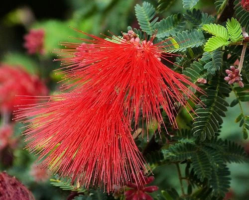 Calliandra Californica Seeds - Baja Fairy Duster - 20+ Seeds - Drought-Tolerant Native Plant for Gardens