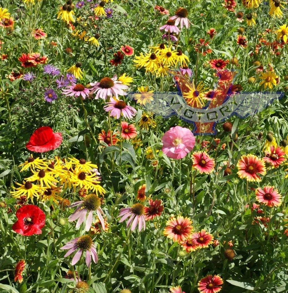 Wildflower Seed Mix - 200+ Heirloom Flower Seeds - Non-GMO - Native Midwestern Varieties - USA Grown