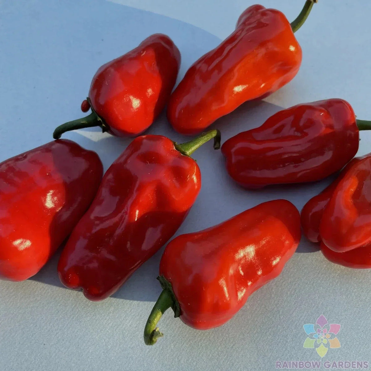 Hinkelhatz Hot Pepper Seeds - 25+ Pack for Garden Planting - Capsicum annuum - USA