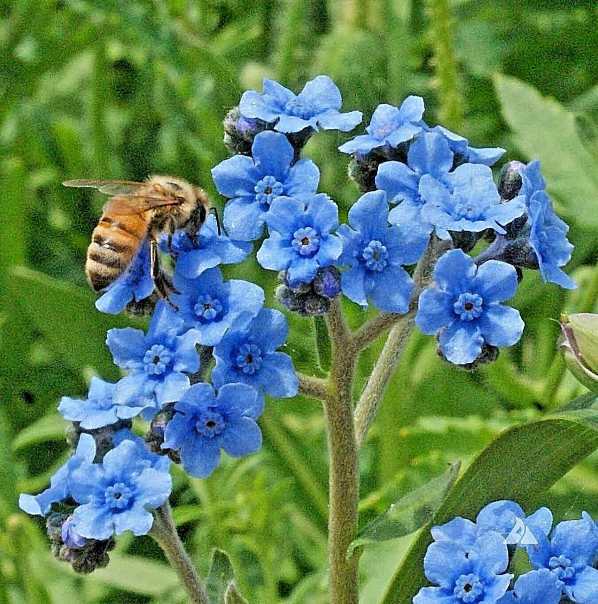 Chinese Forget-Me-Not Seeds - 400+ Count - Wildflower Blooms for Summer and Fall Garden - Myosotis sylvatica