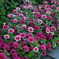 Profusion Cherry Bicolor Zinnia Seeds - 100+ Count - Zinnia elegans - Ideal for Garden - USA Free Shipping