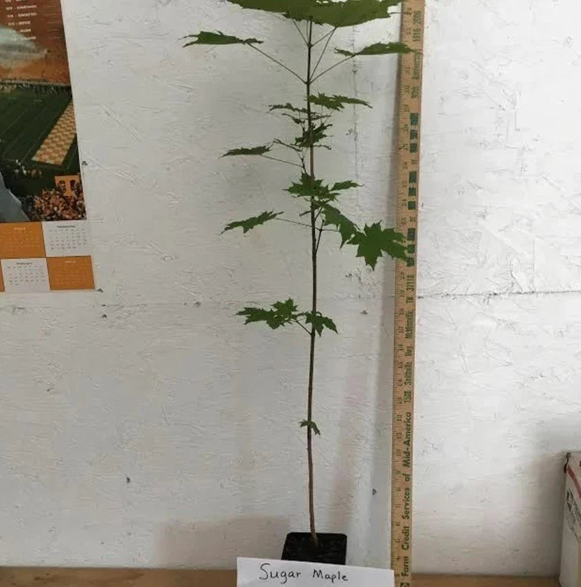 Sugar Maple Tree (Acer saccharum) Live Bareroot 10–18" Tall — Zones 3–8