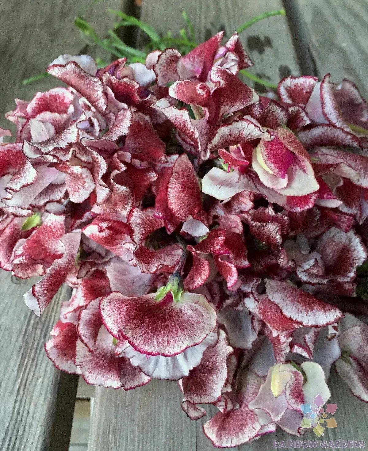 Wiltshire Ripple Sweet Pea Seeds - 50+ Pack - Lathyrus odoratus - Ideal for Garden Planting - USA - FREE SHIPPING
