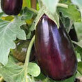 Eggplant Seeds, 50 Count, Black Beauty Heirloom, Non-GMO, Vegetable Seeds for Home Garden, Solanum melongena