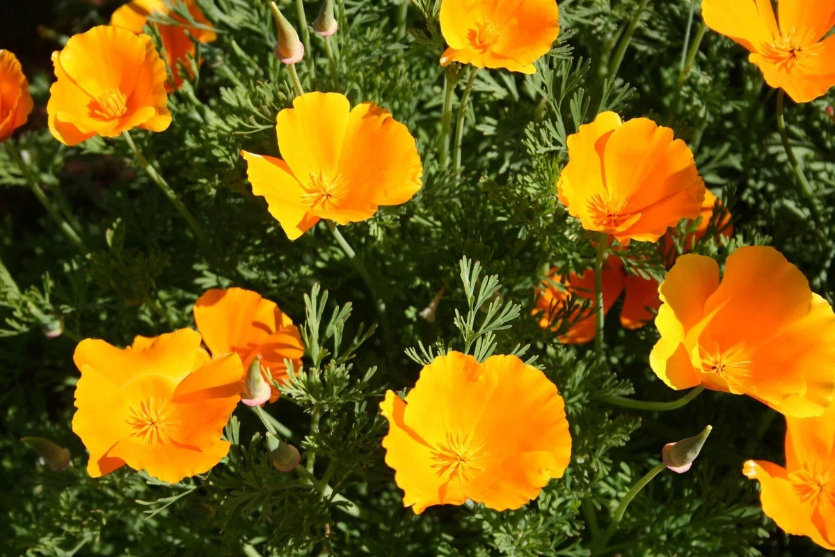 California Orange Poppy Seeds - 200+ Pack for Garden Planting - Eschscholzia californica - USA