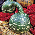 25+ Speckled Swan Gourd Seeds for Garden Planting - Cucurbita pepo - USA Grown, Heirloom Variety, Free Shipping