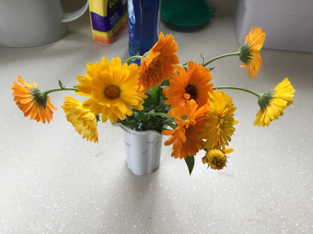 Calendula Seeds - Various Colors and Forms - Calendula officinalis