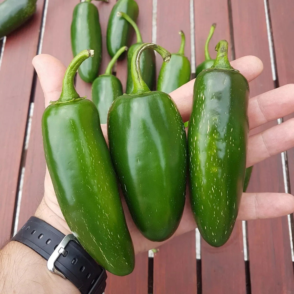 Mammoth Jalapeno Hot Pepper Seeds - 100+ Organic Non-GMO Seeds - Capsicum annuum
