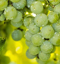 Organic Niagara Grape Seeds - 35 Count - Sweet White Variety - Vitis labrusca - Ideal for Eating and Wine Production