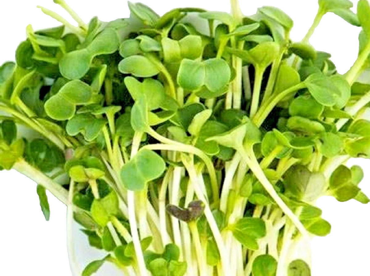 Minowase Daikon Radish Microgreen Seeds - 100+ NON-GMO Seeds for Healthy Sprouts - Raphanus sativus