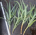 Aloe Arborescens Cuttings - 4 Healthy Aloe Vera Plant Cuttings for Propagation - Succulent Gardening Supplies