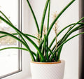 Snake Plant Cutting - Unrooted Sansevieria Cylindrica Live Starter Plant - Indoor Houseplant for Easy Care and Air Purification
